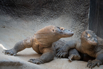 In a fascinating encounter, two Komodo dragons share a moment in their zoo habitat, showcasing the awe-inspiring presence of these ancient and formidable reptiles.