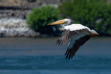 Pelican in flight, the Dalles, OR