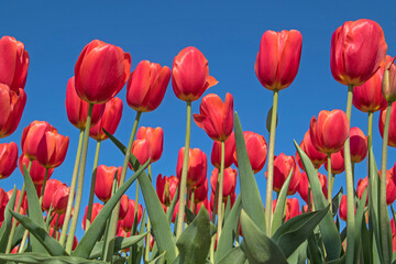 Red Tulip Flowers Blue Sky Photographed Low Point View