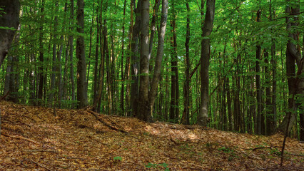 beech forest nature background. green scenery in summer