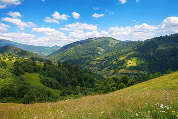 Obraz premium forested hills and grassy meadows on rolling hills. carpathian mountain landscape in summer. idyllic scenery with fluffy clouds on the sky