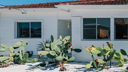 modern white house with spiky flower cactus garden yard  © Baoyan Zeng