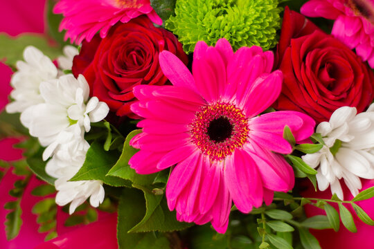 Beautiful fresh bouquet of colorful flowers. Red rose, pink bergera and white chrysanthemum. Floristry, gift, wedding and holiday decoration