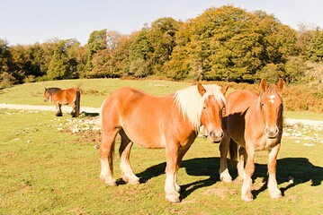 horse and foal