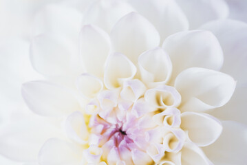 flowers dahlia festive background, pastel and soft bouquet floral card, top view wallpaper background. Macro of White Dahlia Flowers for Texture Background.