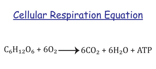 Cellular respiration equation isolated on white background.  Vector illustration. - obrazy, fototapety, plakaty