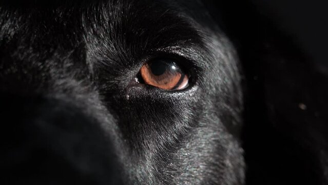dog blinking eye dog black dog portrait 