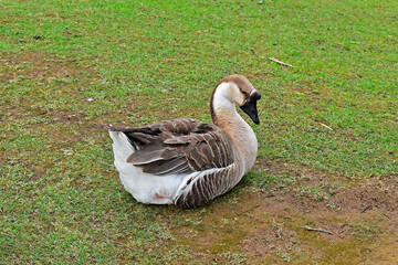 Goose resting on the grass, Teresopolis, Rio de Janeiro, Brazil