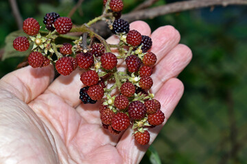 Mysore raspberry, Ceylon raspberry or hill raspberry (Rubus niveus) fruits on hand