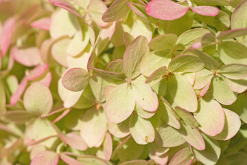 soft pistachio green -pink beautiful hydrangea blossom background at sunny day. close up