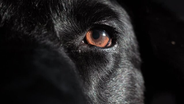 portrait of a dog, eye of dog, zoom on eye