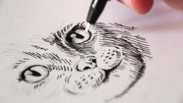 Hand draws in black pen a sketch of a cat. Ink illustration. Video of the drawing process. Artist master class art studio. Motion footage