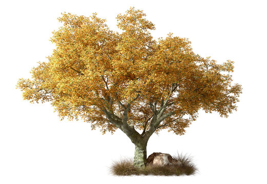 Yellow leaves tree on dried grass scene transparent backgrounds 3d illustrations png