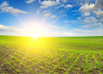 Green sunflower field and bright sun