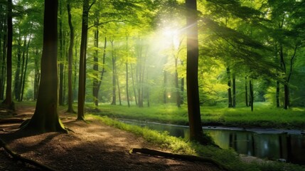 Obraz premium Beautiful rays of sunlight in a green forest
