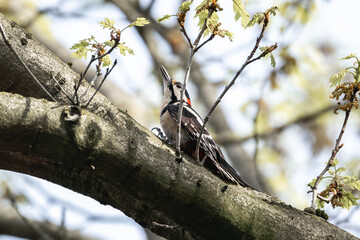 Great spotted woodpecker fighting in tree