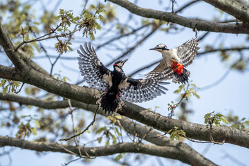 Great spotted woodpecker fighting in tree