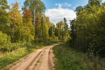 Fototapeta na wymiar Sandy road with a right turn in an autumn forest with tall trees and bushes. Natural landscape in early autumn.