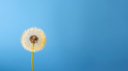A dandelion in front of a blue background