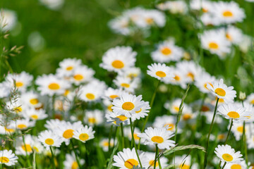 Daisies among the green grass in the meadow.
