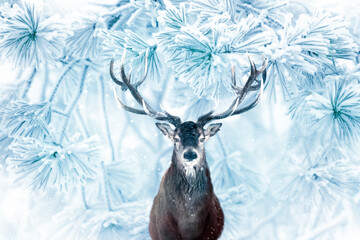 Red deer in the snowy forest. Winter Christmas image.