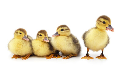 Little yellow ducklings.