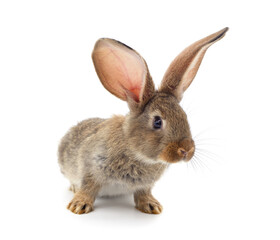 Obraz premium One brown rabbit.