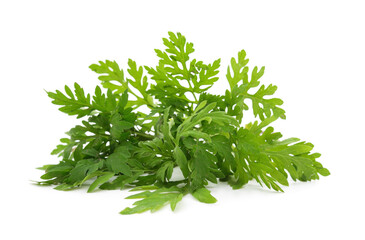 Green ambrosia leaves.