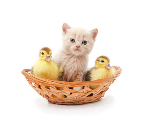 Fototapeta na wymiar Kitten and ducklings in a basket.