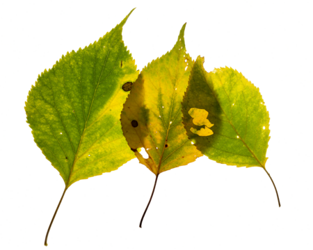 Three autumn colored birch leaves are slightly overlapping and lined up in descending size. The background is clean.

