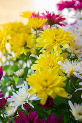 yellow and purple chrysanthemums in a pot