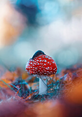 Macro of a single red fly agaric mushroom with a slug on top in a scenery with bright teal...