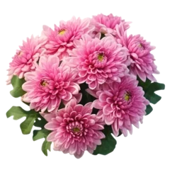 Raamstickers delicate pink chrysanthemum flower buds and leaves isolated © olegganko