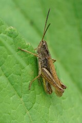 Closeup on an upland field grasshopper, Chorthippus apricarius sitting on a green leaf
