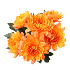 delicate orange chrysanthemum flowers, buds and leaves isolated over white background without shadow
