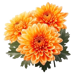delicate orange chrysanthemum flowers, buds and leaves isolated over white background without shadow