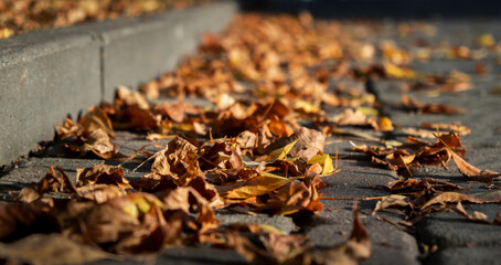 Autumn season atmosphere. Wind moves dry yellow fallen leaves lying on ground of park by curb. Low...