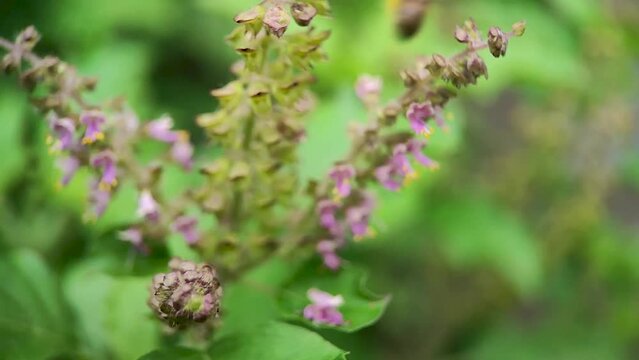 Western Honey Bee (Apis mellifera, European Honey Bee) with pollen baskets (corbiculae) drinking nectar from purple Holy Basil (Tulsi,Thulasi, Ocimum sanctum) flowers - Macro view and green background