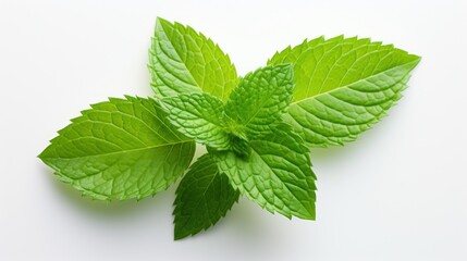 Peppermint Leaf on Seamless White Background