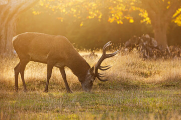 the red deer (Cervus elaphus) grazes during sunset
