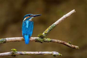 Eurasian kingfisher (Alcedo atthis) sitting on the river - Powered by Adobe
