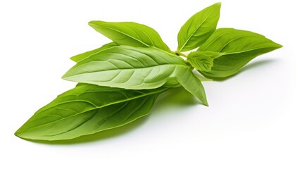 Obraz premium Fresh basil leaves on white background