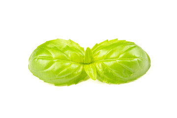 Basil