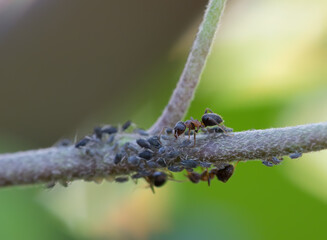 Close-up of ants and aphids