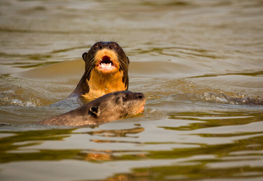 A river otter emerges from the water and looks at the viewer in the Pantanal wetlands of Brazil