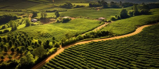 Gorgeous coffee plantation in Minas Gerais Brazil captured from above - obrazy, fototapety, plakaty