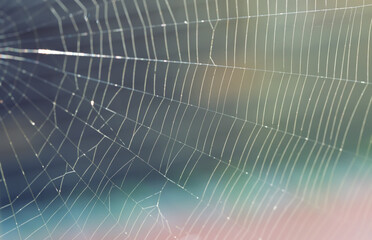 Close-up of a spider web