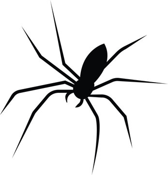Spider Black Widow. Black bug spider silhouette, isolated white background. Scary Halloween icon, symbol horror, animal arachnid, creepy dangerous insect, arachnophobia fear