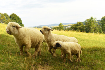 Wild sheep in the mountains