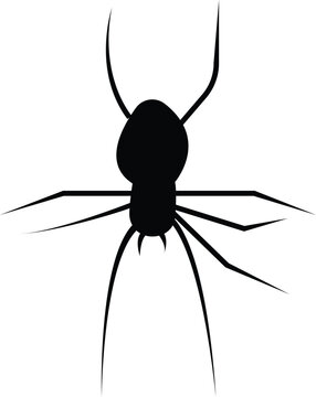 Spider Black Widow. Black bug spider silhouette, isolated white background. Scary Halloween icon, symbol horror, animal arachnid, creepy dangerous insect, arachnophobia fear